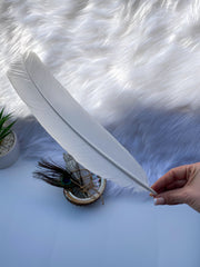 White Peacock Cleansing Feather Ethically Sourced