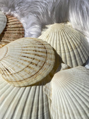 Mermaid Shell Plate | Medium