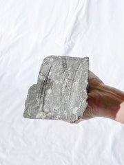Orthoceras Tower 2.7kg