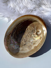 Abalone Shell Natural with Painted Back | Large
