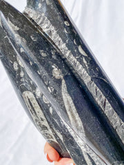 Orthoceras Tower 2.7kg