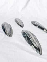Orthoceras Fossil | Large
