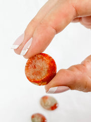 Red Coral | Mini