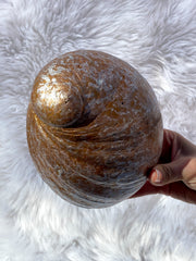 Abalone Shell Natural with Painted Back | Large