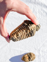 Trilobites Fossil