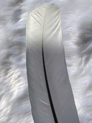 White Peacock Cleansing Feather Ethically Sourced