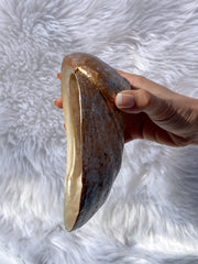 Abalone Shell Natural with Painted Back | Large