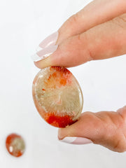 Red Coral | Mini
