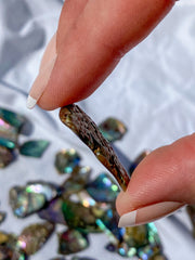 Paua Shell Small