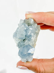 Harmony Duo: Celestite + Glass Apophyllite | Medium