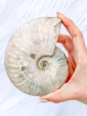 AMMONITE