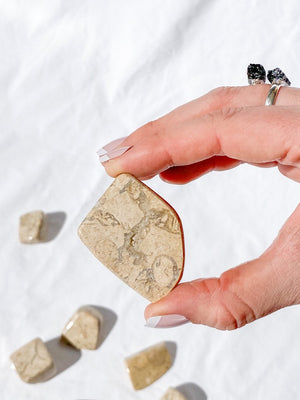 FOSSIL STONE