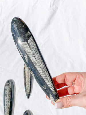 ORTHOCERAS