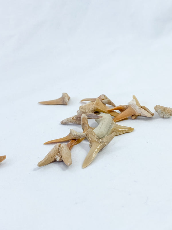 Fossil Shark Tooth Ethically Sourced Specimen
