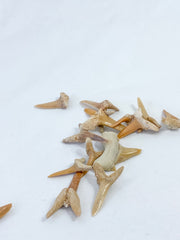 Fossil Shark Tooth Ethically Sourced Specimen