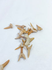 Fossil Shark Tooth Ethically Sourced Specimen