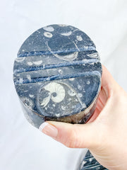 Orthoceras and Ammonite Business Card Holder 987g