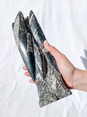 Orthoceras Tower 2.7kg