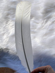 White Peacock Cleansing Feather Ethically Sourced