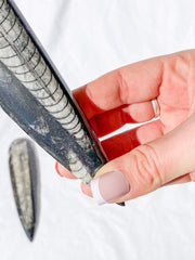 Orthoceras Fossil | Large