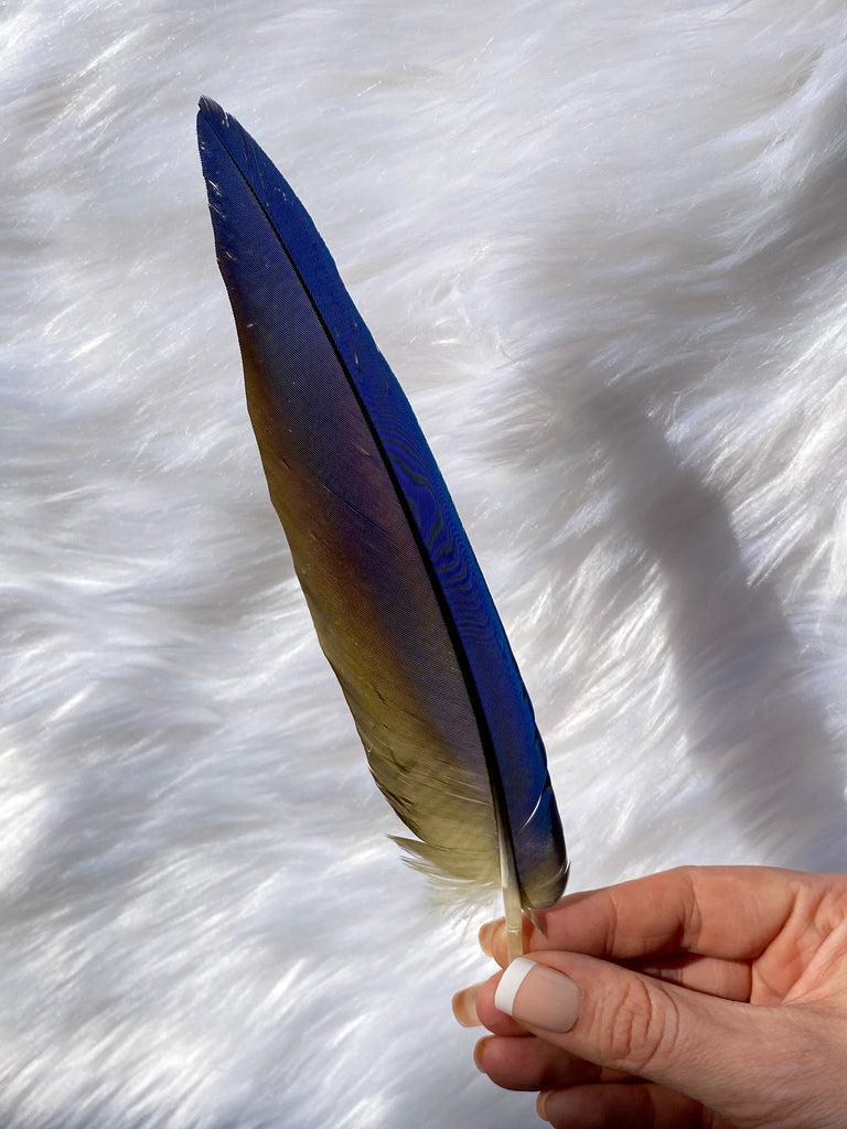 Macaw Feather Ethically Sourced