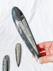 Orthoceras Fossil | Large