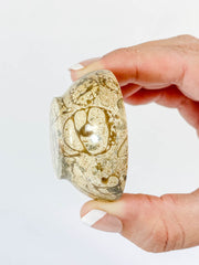 Fossil Coral Bowl | Small