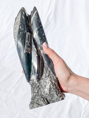 Orthoceras Tower 2.7kg