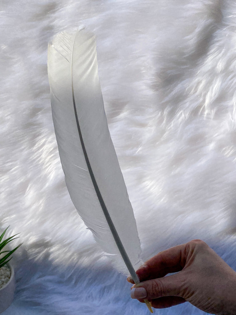 White Peacock Cleansing Feather Ethically Sourced