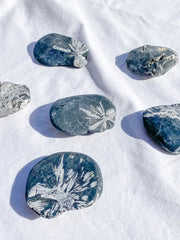 Chrysanthemum Natural Stone | Medium