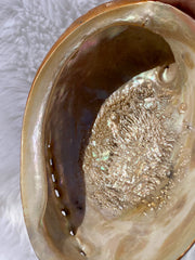 Abalone Shell Natural with Painted Back | Large