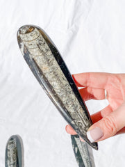 Orthoceras Fossil | Large