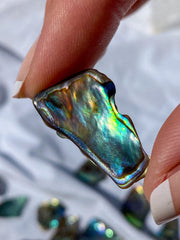 Paua Shell Small