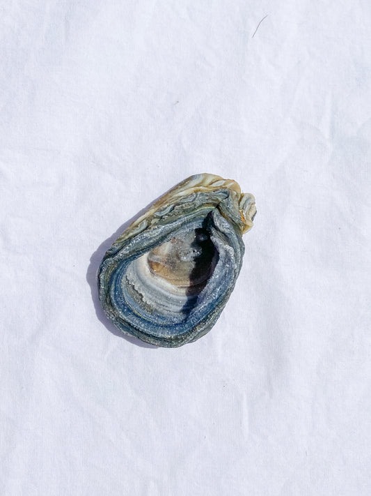 Agate Conchina Swirl 48g