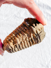 Trilobites Fossil