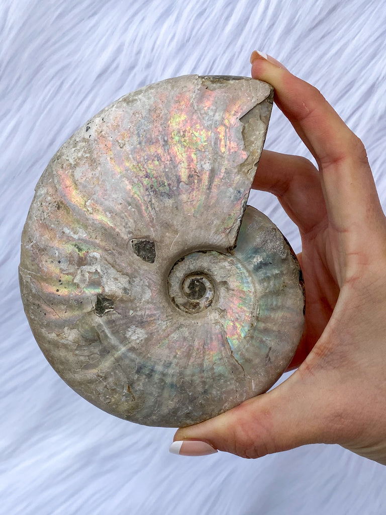 Ammonite Opal Fossil 587g