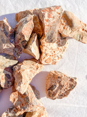 Leopardite Natural | X Small