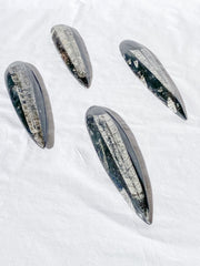 Orthoceras Fossil | Large