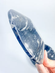 Orthoceras Bowl | XX Large