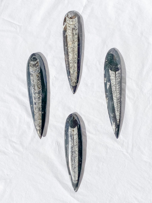 Orthoceras Fossil | Large