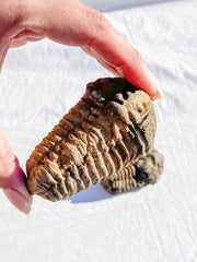 Trilobites Fossil