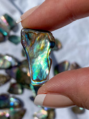 Paua Shell Small
