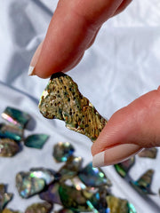 Paua Shell Small