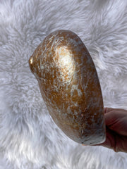 Abalone Shell Natural with Painted Back | Large
