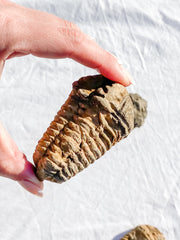 Trilobites Fossil