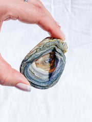 Agate Conchina Swirl 48g