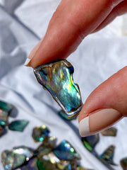Paua Shell Small