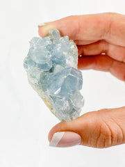 Harmony Duo: Celestite + Glass Apophyllite | Medium
