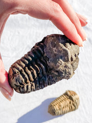 Trilobites Fossil