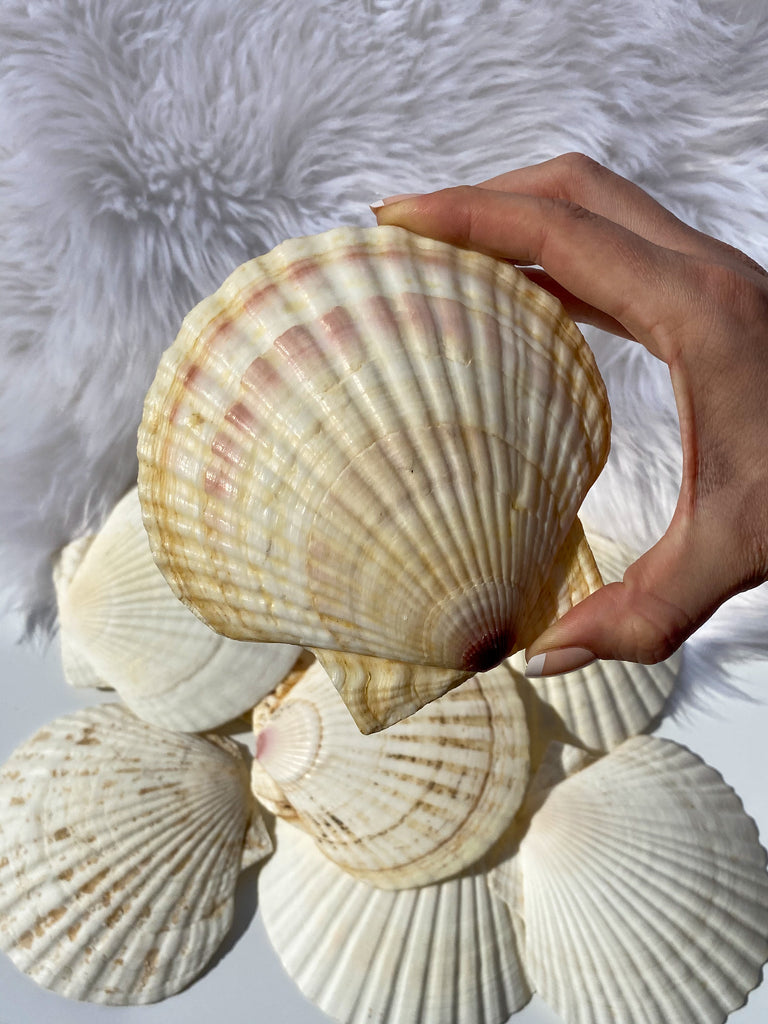 Mermaid Shell Plate | Medium